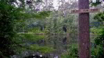 Black Gum Pond
