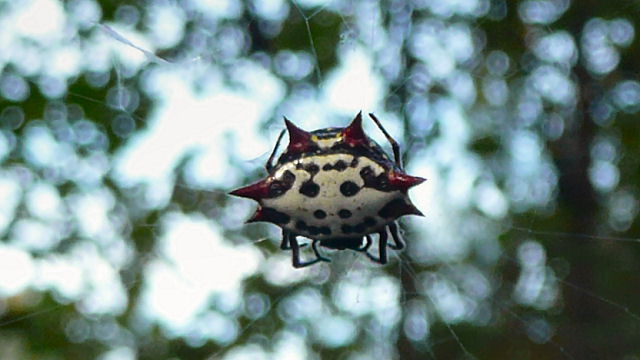 Red Spiked Spider