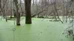 Algae Covered Pond