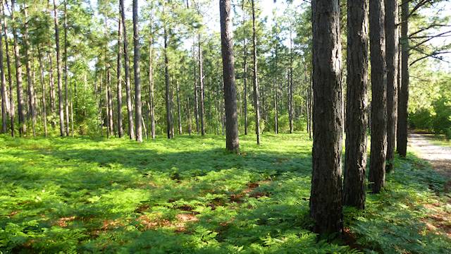 Carpet of Ferns