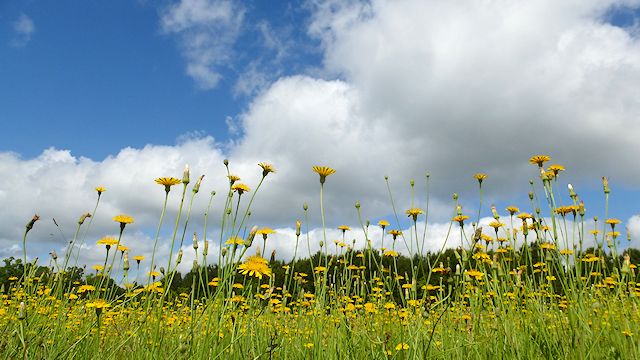 32,000 Dandelions