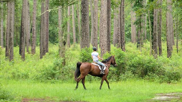 Walking On A Horse