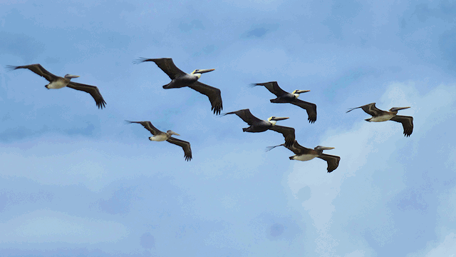 Pelicans