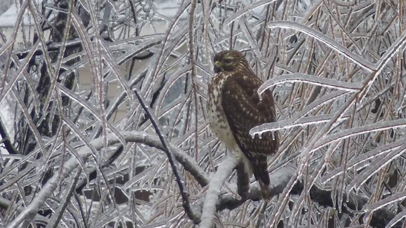 Winter Is For The Birds