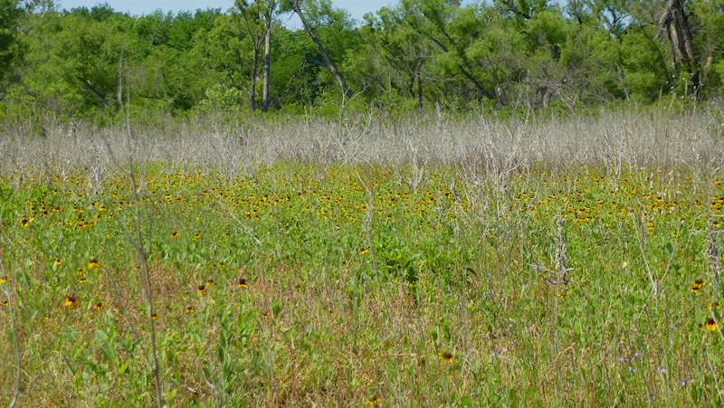 Black Eyed Susans