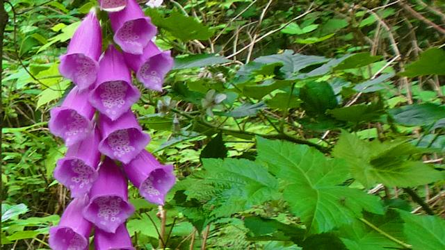 Purple Bells