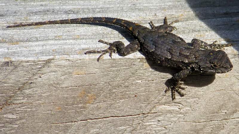 Lizard