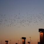 <b>Charlotte Airport - </b>While waiting for our early morning flight out of Charlotte we ventured outside the terminal to look at the statue of Queen Charlotte and we startled a bunch of birds on the parking garage into flight. (09/29/06) Charlotte Airport