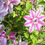 <b>Blooming Plants - </b>It was spring in Washington state, about 6 weeks after we had it back in Aiken. Everything was in bloom. (05/26/07) Blooming Plants