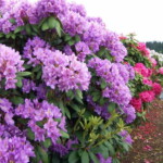 <b>Pretty Purple Things - </b>Another plant in bloom that this botany challenged individual cannot identify. (05/26/07) Pretty Purple Things