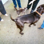 <b>Guard Animals - </b>Donna's brother Scott and his wife Beth live and work on a small farm just outside Snohomish, WA. As with any farm when you first arrive you are greeted by the "guard" animals who then after learning that you are friend not foe, run around under foot waiting for a snack or to smell your crotch. (09/29/06) Guard Animals