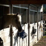 <b>End of the Day - </b>Every morning Scott and Beth turn out the 6 or 7 horses in residence to their pastures and every night the put them back up. (05/28/07) End of the Day