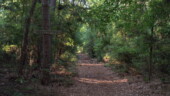 <b>Palmetto Ride - </b>June - We took advantage of the unseasonably cool summer morning to get out and take a walk today. Here is the entrance to a trail called Palmetto Ride which is quite a big loop that goes over by the Palmetto Golf Course. We didn't didn't take it because the coolness was not going to last, but we did manage a nice little walk anyway. (06/18/06) Palmetto Ride