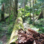 <b>Barclay Lake Hike - </b>A nice little 2.2 mile walk in the natural forest up to Barclay Lake. For being in the western edge of the Cascades this trail was surprising level. (05/26/07) Barclay Lake Hike