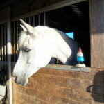 <b>Gnorm Horsing Around - </b> With Gnorm's size and weight he would make a perfect jockey, if only these horses didn't get so sweaty when they ran. (05/28/07) Gnorm-Horsing-Around