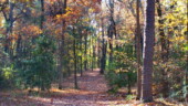 <b>Morgan Cut 2 - </b>November - After three weeks Morgan Cut looks about the same, still plenty of colorful leaves on the trees, but there are a lot more dead ones blanketing the path. (11/18/06) Morgan Cut 2