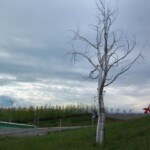 <b>Split - </b>by Roxy Paine. We walked by this twice, if not three times, before we realized this was part of the exhibit of the Olympic Sculpture Garden. (05/27/07) Split