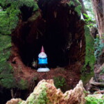 <b>Gnorms Ancestral Home - </b> Elves aren't the only ones that live in hollow trees. Gnorm visits his childhood home on the Olympic peninsula in western Washington state. (05/31/07) Gnorms-Ancestral-Home