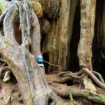 <b>Gnorm and A Big Cedar - </b> Seems like about every 100 miles anywhere you go in western Washington there is a sign pointing off the road proclaiming "Big Cedar Tree." We stopped at one. (06/01/07) Gnorm-and-A-Big-Cedar