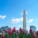 <b>Cherry Blossoms - </b>I got the idea for this shot from one of the DC Tourism web pages. There were a couple dozen hints on where to go to capture some great Washington photos. There are still plenty more there for next time: http://tinyurl.com/yuvcc6 (04/10/2007) Washington Monument