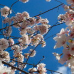 <b> - </b>Even though the majority of the blossoms were gone, there were a few trees that were still looking good. (04/10/2007) Cherry Blossoms