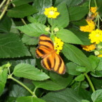 <b>Tigerfly? - </b>I couldn't find this butterfly listed as a resident of the Victoria Butterfly Garden. Looks like a Clemson graduate though. (05/30/07) Tigerfly