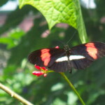 <b>Postman - </b>Heliconius erato at the Victoria Butterfly Gardens. (05/30/07) Postman