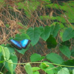 <b>Common Blue Morpho - </b>A Morpho peleides at the Victoria Butterfly Gardens. (05/30/07) Common Blue Morpho