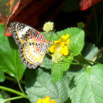 <b>Mojave Checkerspot - </b>I think. This is another butterfly not listed on the Victoria Butterfly Garden list. (05/30/07) Mojave Checkerspot