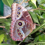 <b>Buckeye?" - </b>Not sure, not listed at the Victoria Butterfly Garden site. (05/30/07) Buckeye
