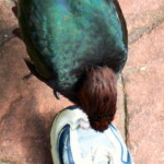 <b>Spike - </b>While wandering the Victoria Butterfly Gardens I suddenly felt a rapid tapping on the top of my foot. Looked down to see a deranged Puna Ibis feeding off the top of my Nike. They are not sure how he developed this habit, but the bird loves to tap on the tops of visitor's shoes. They have taken to calling him Spike. (05/30/07) Spike