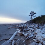 <b>Kalaloch Beach - </b>To get to the beach you have to climb around and in some cases over these huge driftwood logs (06/01/07) Kalaloch Beach