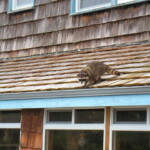 <b>Raccoon on the Kalaloch Lodge - </b>As we were loading up the car to leave, what should walk by and up the outside stairs of the lodge but a big ol' fat raccoon. (06/01/07) Raccoon on the Kalaloch Lodge