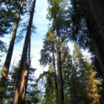 <b>Tall Trees - </b>The trees of the Hoh Rainforest get to be a couple hundred feet tall thanks to the plentiful rain. (06/01/07) Tal -Trees