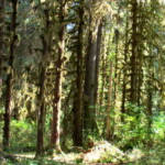 <b>Furry Trees - </b>Club Moss on the Sitka spruce trees of the Hoh Rainforest give them a furry appearance. (06/01/07) Furry Trees