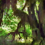 <b>Scary Tree - </b>Because it was day and dry this moss covered tree in the Hoh Rainforest looks interesting, but if it was a dark and stormy night. Picture walking alone when lightning flashes in front of you back lighting this tree, X-Files scary. (06/01/07) Scary Tree