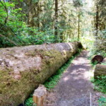 <b>Horizontal Tree - </b>This spruce tree in the Hoh Rainforest fell over and went boom (that's right, if a tree falls in the forest and there is no one around, it does make a sound.) Looking up and seeing how tall the trees are is one thing, but to walk and walk and walk along a fallen one is something else. (06/01/07) Horizontal Tree