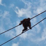 <b>Monkey on a High Wire - </b>They have set up some high lines between several points in the zoo and the orangutans have the freedom to roam them. Just don?t stand directly under the wires... (06/30/07) Monkey on a High Wire
