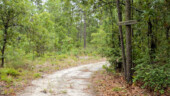 <b>Corley Pass - </b>Took a walk in the western section of the woods today and walked along this trail. (5/30/16) Corley Pass