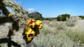 <b>Flowering Cactus - </b>The Walking Stick cactus were flowering along the dirt road to the Lone Mountain ranch house. (04/16/09) Flowering Cactus