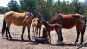 <b>Baby Horsey - </b>The figure that the baby horse in the foreground is only a couple days old. The larger one is about 2 weeks old. (04/16/09) Baby Horsey