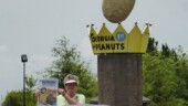 <b>Rejected Destination - World's Largest Peanut: </b> Georgia may be called the Peach State, but in reality they are the United States third largest producer, way behind California and slightly behind South Carolina. They really should be called the Peanut State because Georgia grows over 40% of the U.S.'s total; so thus, the World's Largest Peanut resides in Ashburn, GA. (7/3/15) Rejected Destination - World's Largest Peanut