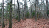 <b>Low Country Ride - </b>This trail got its name, I'm sure, from the prevalence of Spanish Moss along it. (12/20/08) Low Country Ride