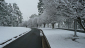 <b>Entrance Road</b> - Last year about this time these Bradford Pear trees were white with blossoms not snow. Entrance-Road