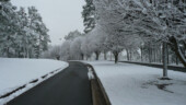 <b>Entrance Road</b> - Last year about this time these Bradford Pear trees were white with blossoms not snow. Entrance-Road