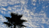 <b>Palm - </b>This picture is #3 of my 4 submissions, so far, to www.enchantedceiling.com. Ever since I found out about this web site (from some one in one of these photo memes) I have been looking up whenever I go outside. The beauty of the sky is something that we all take for granted. Tomorrow go look up, no matter what the weather, if you look long enough, I bet you will find something magical about it. (11/28/03) Palm