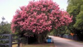 <b>Signs of Summer 01 - Crape Myrtle Blooming: </b>,Around here you know summer has arrived by the blooming Crape Myrtle. This huge example is just around the corner from where we live. (6/23/18)