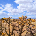 <b>Cholla Plant</b> - On April Fool's Day we were fooled by a friend of Sally's. He was out of town and asked her to go supervise a short visit from his home security company. It turned out to be anything but short. His yard was chock full of these interesting cacti though. (04/01/22)