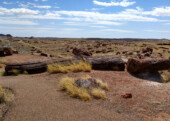 <b>Petrified Tree</b> - We walked along several of the short marked trails. We even found 2 physical geocaches in the park, which is unusual, as normally all the National Park Service allow are EarthCaches. 05/22/2018)